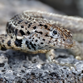 Galapagos - Isabela - Lava lizard